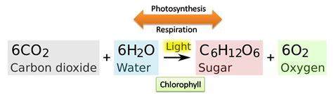 What is the correct balanced equation of Photosynthesis? ~ Biology Exams 4 U