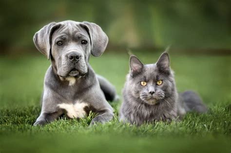 Maine Coon Size Comparison to Dogs (The Largest Cat?) - MaineCoon.org