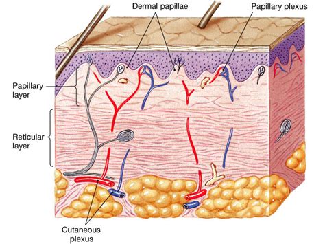 Papillary Layer And Reticular Layer Of Dermis