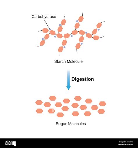 Scientific Designing of Starch Digestion. Carbohydrase Enzyme Effect on Starch Molecule. Maltose ...