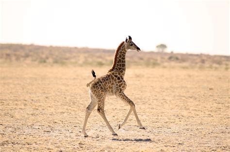 25 Best Photos of Cute Baby Giraffes - 500px