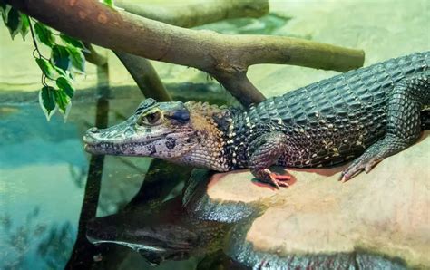 Black Caiman | The Animal Facts | Appearance, Diet, Habitat, Behavior