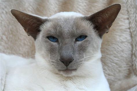 250+ Superb Siamese Cat Names | The Dog People by Rover.com