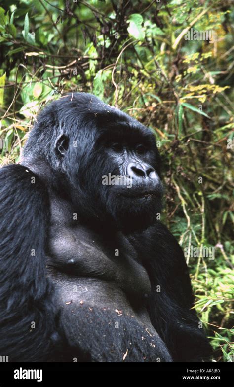 Gorilla gorilla beringei Stock Photo - Alamy