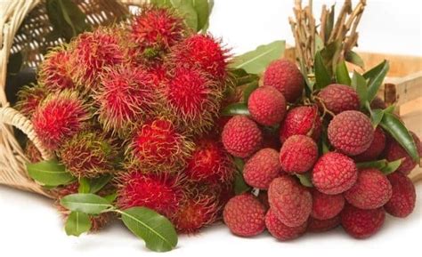 Rambutan vs. Lychee: What's the Difference? - Daring Kitchen