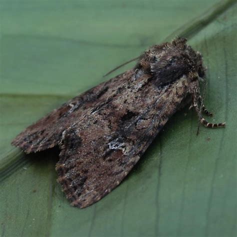 Moth Invasion May 2020 - Sandoval Extension Master Gardeners