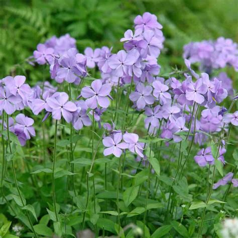 Woodland Phlox 'Blue Moon' - Landscape Design, Installation ...