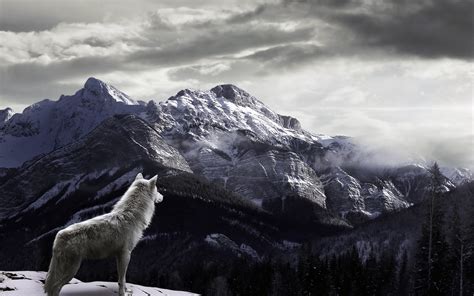 Wolf Watching Fog Covered Snowy Mountains HD Wallpaper | HD Nature Wallpapers