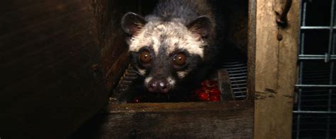 Civet Cat Poop Coffee, the World's Most Expensive, Brews Up Animal Rights Controversy - ABC News