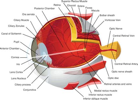 Anatomy Of Visual Pathway