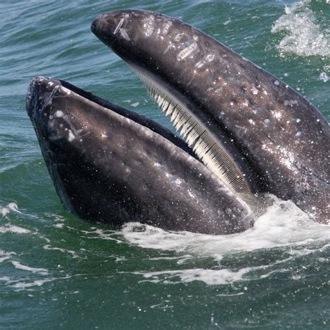 Dix faits étonnants au sujet des baleines que vous ne connaissiez probablement pas – Votre lien ...