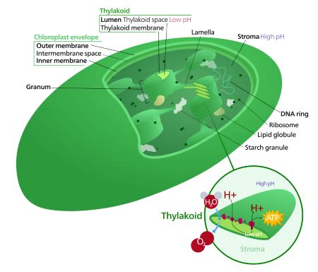 Thylakoid Membrane Cyanobacteria