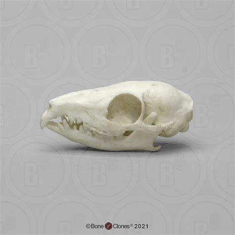 Tree Shrew Skull - Bone Clones - Osteological Reproductions