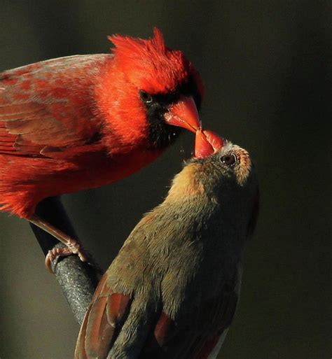 Cardinal - Male And Female Kissing Photograph by Dina Klotz