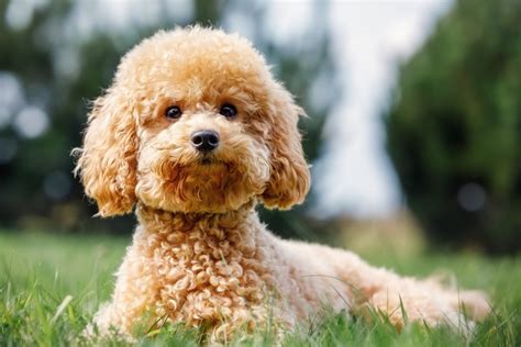 Miniature Poodle Gets a 'Bad Haircut' and People Are Having a Field Day - PetHelpful News