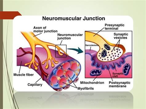 Physiology of the Neuromuscular Junction