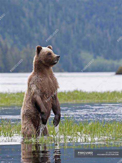 Grizzly bear standing and checking surroundings by river water. — wilderness, Ursus arctos ...