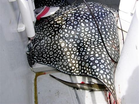 Spotted Eagle Stingray – "OCEAN TREASURES" Memorial Library