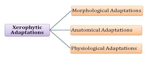 Ecological Adaptations of Desert Plants (PPT) | easybiologyclass