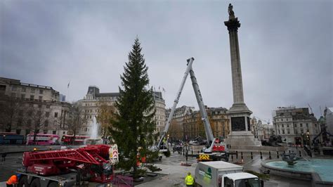 Trafalgar Square Christmas tree: Annual gift to London from Norway mocked by onlookers as 'half ...