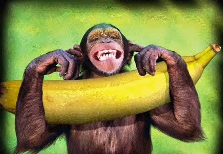 Monkey Banana GIFs - Get the best GIF on GIPHY