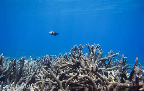 Breathtaking views of coral reefs at Kwajalein Atoll, Marshall Islands | Reef Builders | The ...