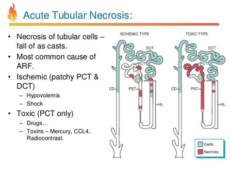 Pathology Review-Term4