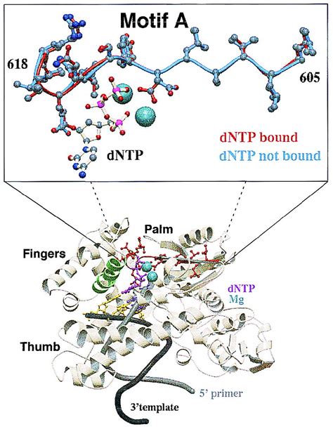 Rna Polymerase Binding Site For