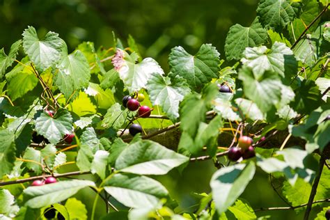 Muscadine grape seed | General center | SteadyHealth.com