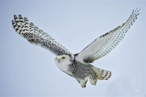 Snowy Owl in flight Photograph by Everet Regal - Pixels