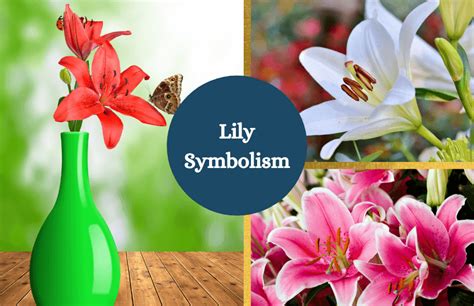 Lily – Symbolism and Meaning - Symbol Sage