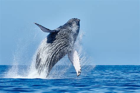 Humpback Whale Breaching