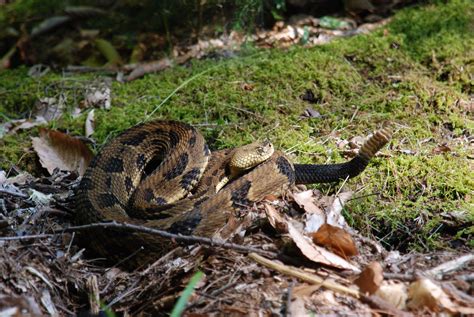 How Long Does A Timber Rattlesnake Live?