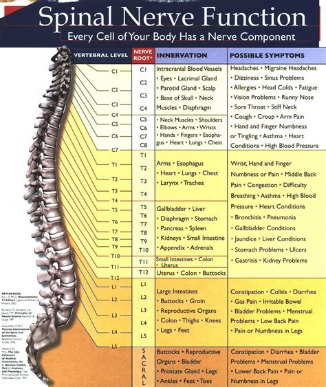 Spinal Nerves Diagram