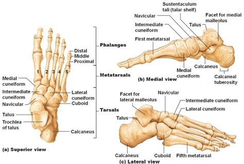 Foot-bone-tarsal-bone-anatomy-1 - Podiatry HQ