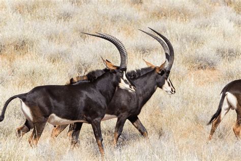 Sable Antelope Facts - CRITTERFACTS