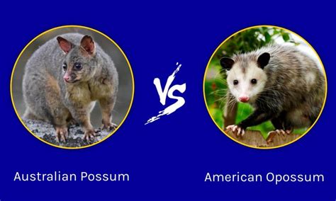 Australian Possum vs American Opossum