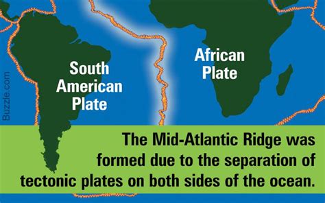 The Mid-atlantic Ocean Ridge Formed Due To - ocean wildlife list