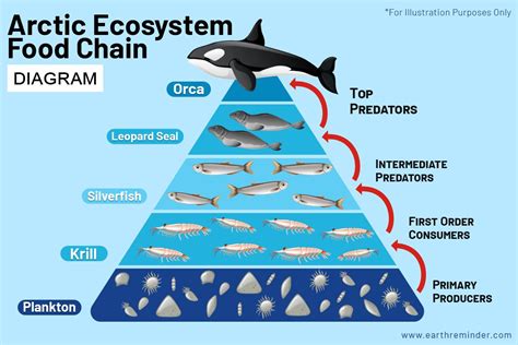 Arctic Ecosystem Food Chain Diagram explained in detail. Food Chain Diagram, Leopard Seal, List ...