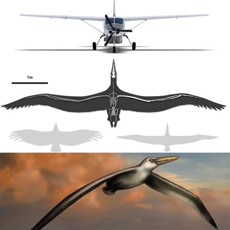 24 Foot Wingspan Of The World's Biggest Bird Ever That Flew