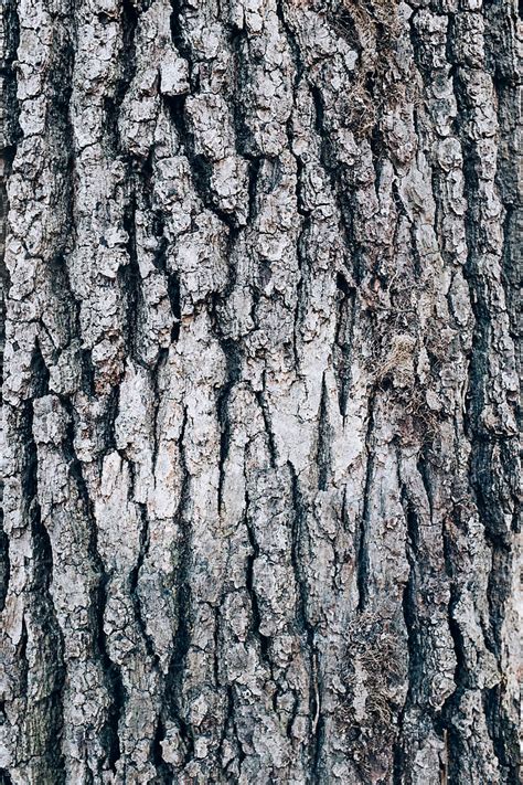 "Close Up Of Maple Tree Bark" by Stocksy Contributor "Rialto Images" - Stocksy