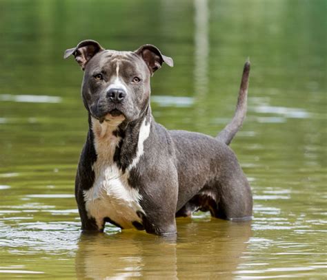 American Staffordshire Terrier vs American Bully - Breed Comparison