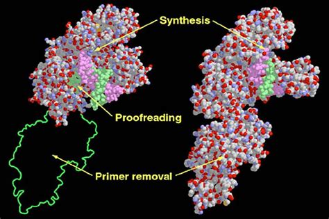 Difference Between DNA Polymerase And Definition Structure 18502 | The Best Porn Website