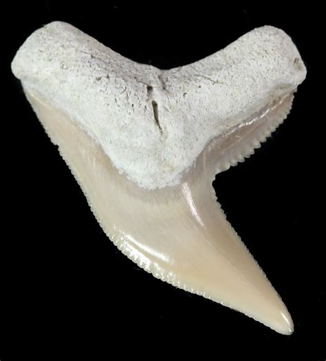 Fossil Tiger Shark Tooth - Lee Creek (Aurora), NC For Sale (#47666 ...