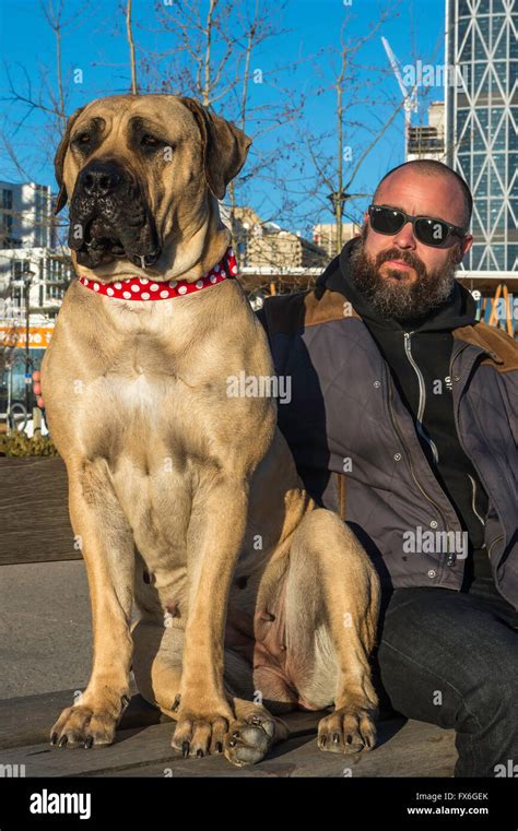 Boerboel mastiff, South African Mastiff, dog, 20 months old, with owner, Calgary, Alberta ...