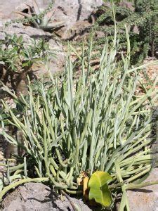 19 Best Senecio Varieties | Types of Senecios | Balcony Garden Web