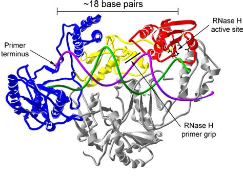 Figure 1 from RNase H activity: structure, specificity, and function in reverse transcription ...