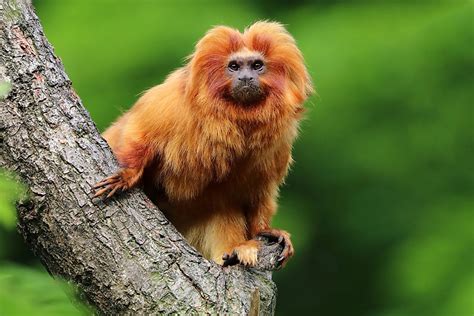 10 Animals Found in Brazil - WorldAtlas