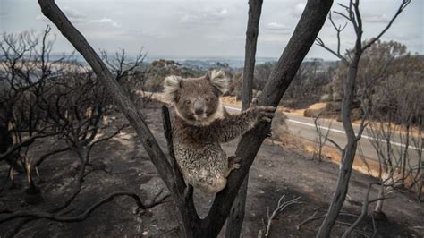 Photo of koala on Port Macquarie, NSW beach sparks habitat loss concerns | news.com.au ...