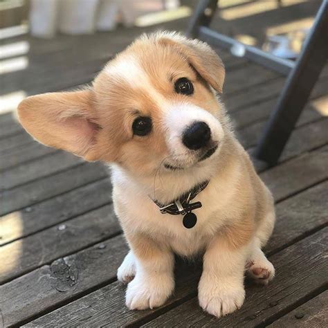 Corgi Puppy | Puppies, Cute corgi puppy, Baby dogs